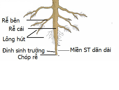 cau-tao-re-cay.png