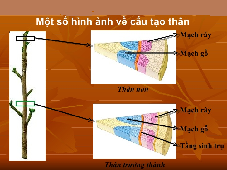 cau-tao-than-cay.png